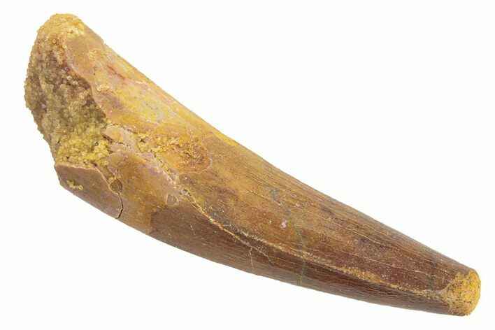 Baby Spinosaurus Tooth - Real Dinosaur Tooth #249321